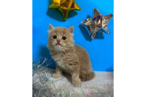 成約済の大阪府のスコティッシュフォールド-68361の5枚目